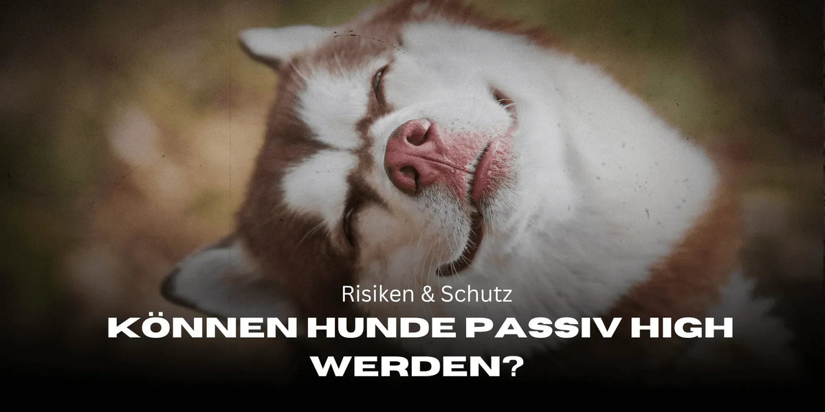 ¿Pueden los perros colocarse de forma pasiva? Riesgos y protección - Smagro GmbH