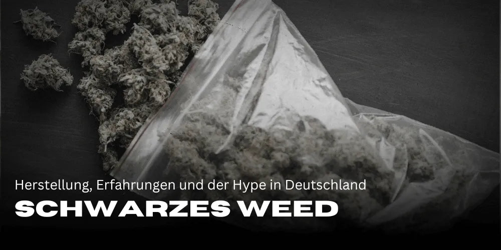 Weed negru - tulpini, producție, experiențe și hype-ul din Germania