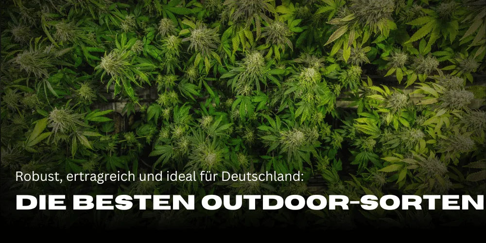 Discover the best outdoor cannabis strains in Germany - Smagro GmbH