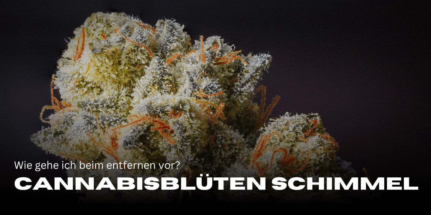 Removing mold from cannabis flowers: Here’s how to proceed ✅-Smagro GmbH