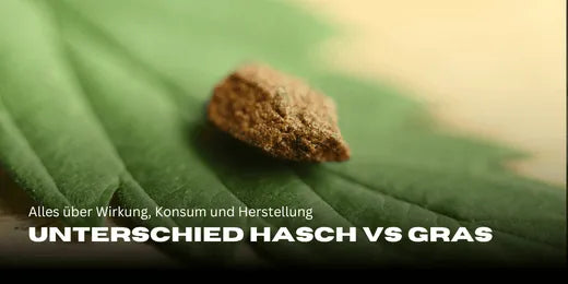 En primer plano, un trozo de hachís sobre una hoja de cannabis.