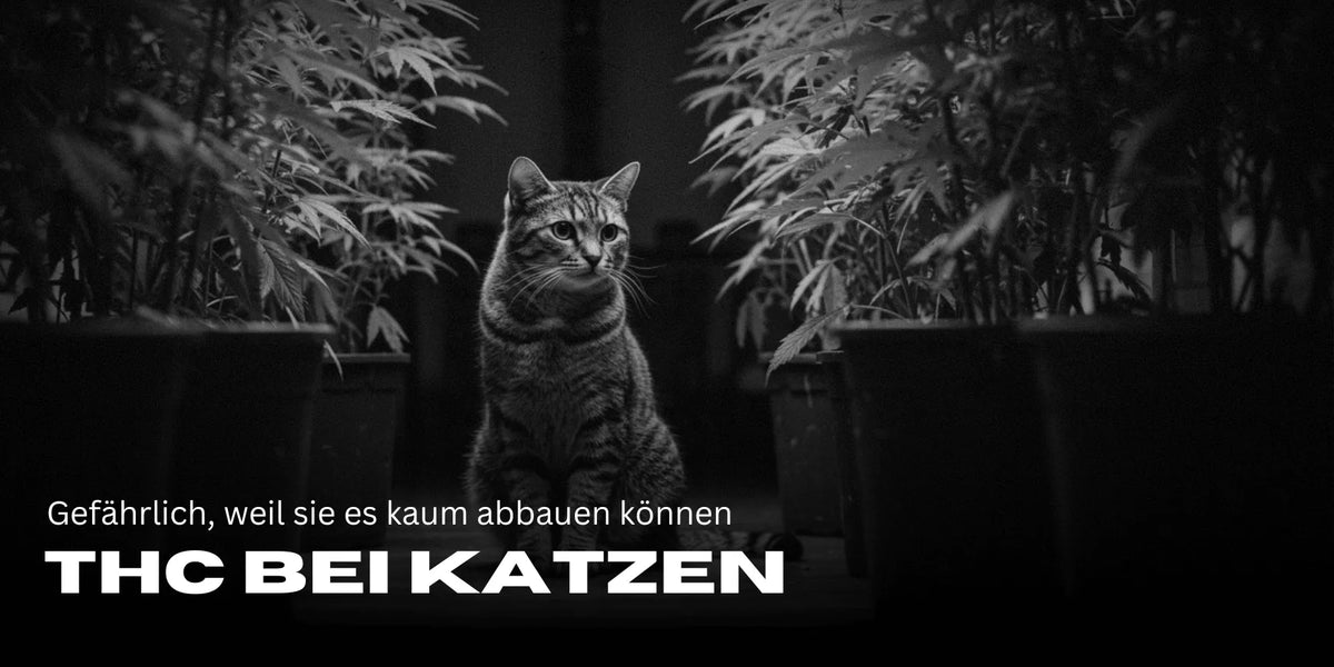 THC macskáknál, milyen veszélyek vannak?