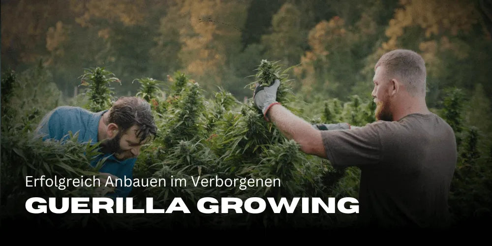 Guerilla Growing: Cultivar con éxito en secreto