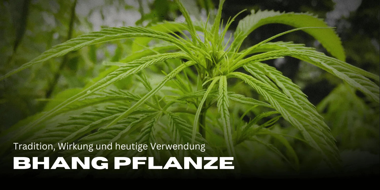 Bhang Plant: Tradition, effects, and current use