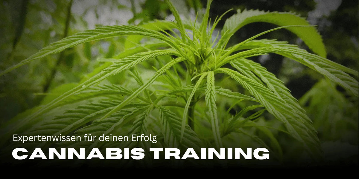 Formation Cannabis : expertise pour ton succès