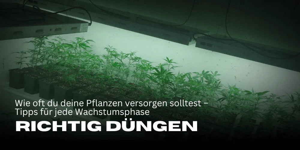 Kannabisz helyes tápanyagellátása: Milyen gyakran kell gondoskodnod a növényeidről – tippek minden növekedési fázishoz