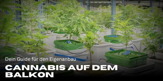 Cultivar cannabis en el balcón – Tu guía para el autocultivo-Smagro GmbH