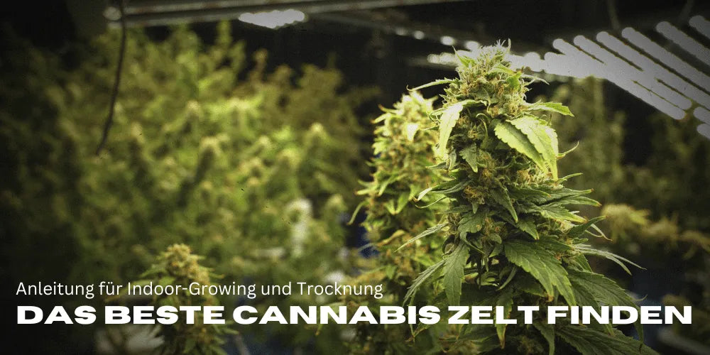 Encontrar la mejor carpa de cannabis: Guía para cultivo indoor y secado-Smagro GmbH