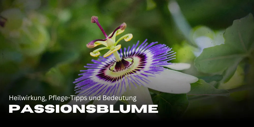 Passionflower: Healing effects, care tips, and significance for your garden 🌿
