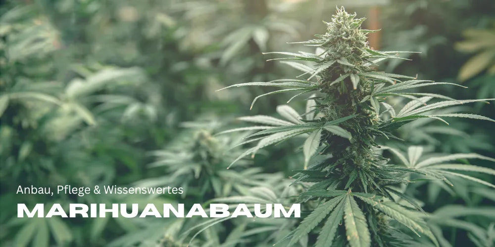Marijuana Plant: Cultivation, Care & Facts 🌿-Smagro GmbH