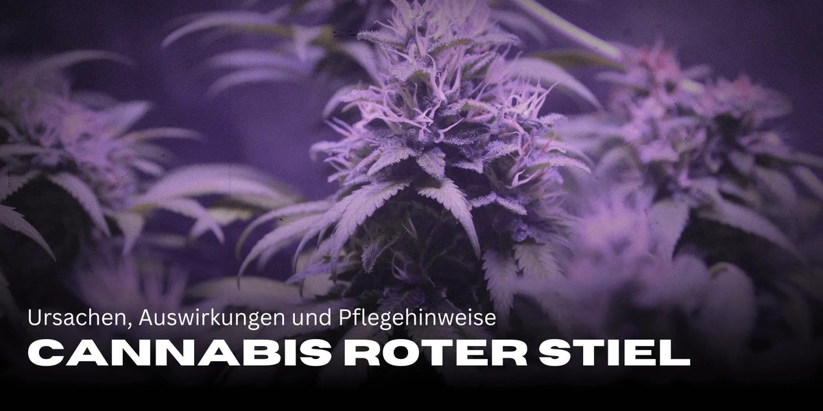 Kannabisz piros szárakkal
