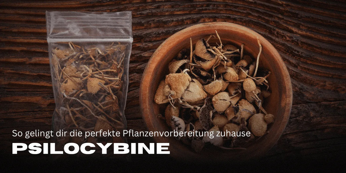 Psilocybin: Effects, Application & Latest Research Overview - Smagro GmbH