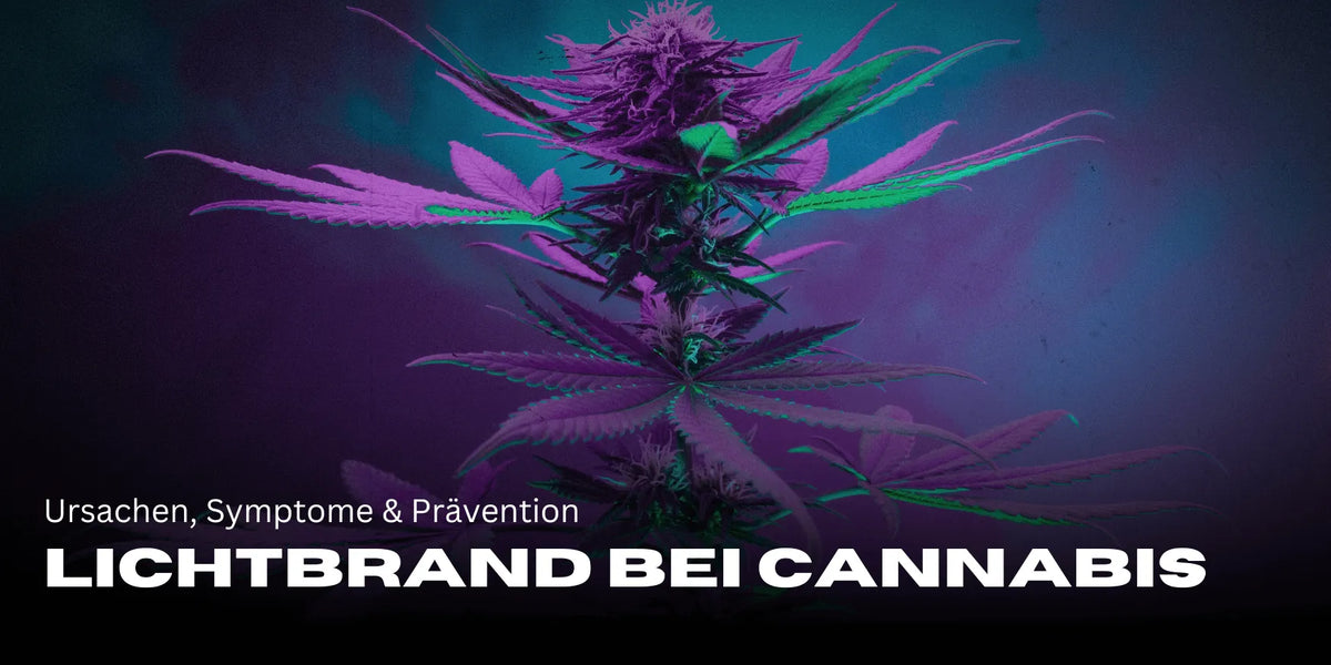 Lichtégés kannabisznál: okok, tünetek és megelőzés – Smagro GmbH