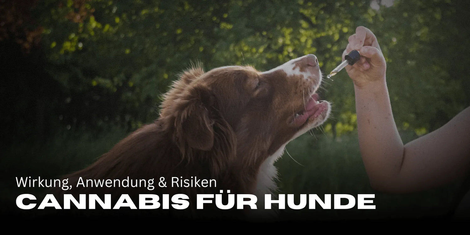 Cannabis para perros