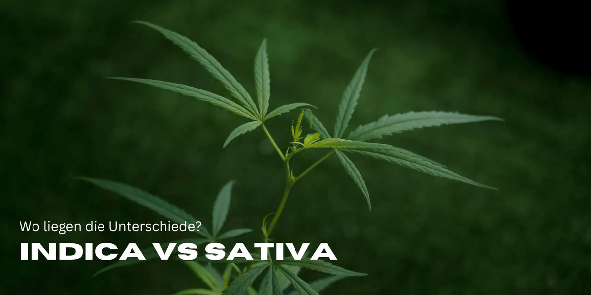 Indica vs. Sativa – Care e mai bună? Marele test de canabis!-Smagro GmbH