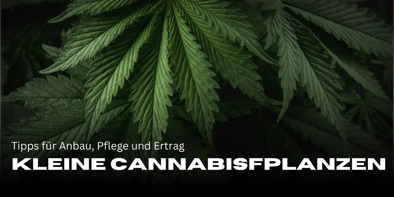Kis kannabisz növények: tippek a termesztéshez, gondozáshoz és hozamhoz – Smagro GmbH
