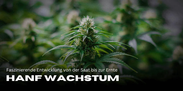 Crescimento da Cannabis em time-lapse