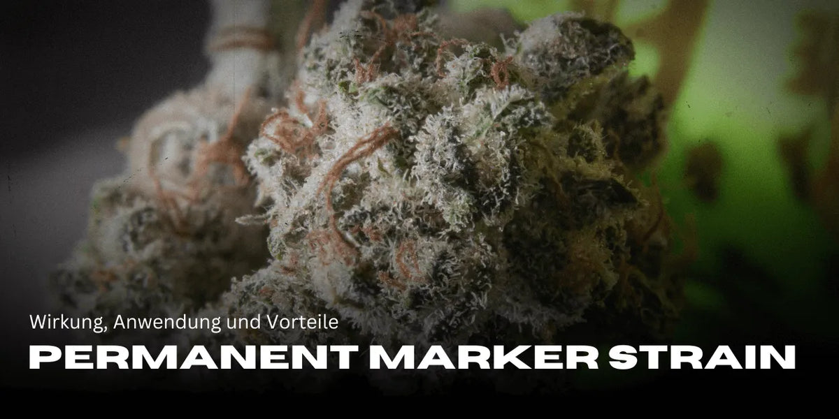 Permanent Marker Strain: Wirkung, Eigenschaften und Vorteile