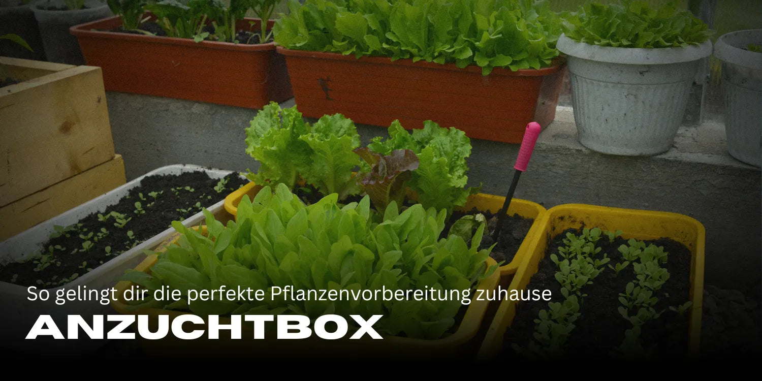 Caja de cultivo: Así logras la preparación perfecta de tus plantas en casa