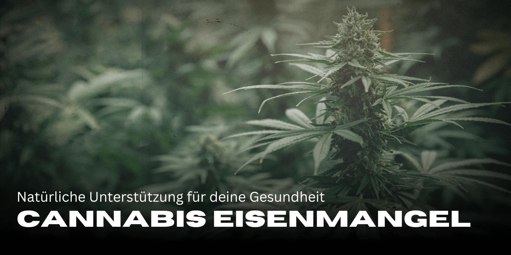Cannabis for Iron Deficiency: Natural Support for Your Health - Smagro GmbH