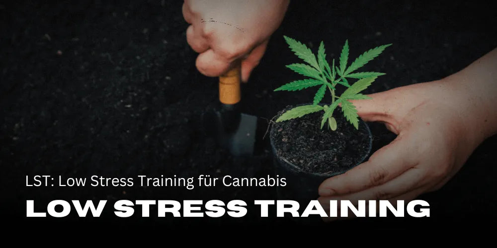 LST : Low Stress Training pour Cannabis