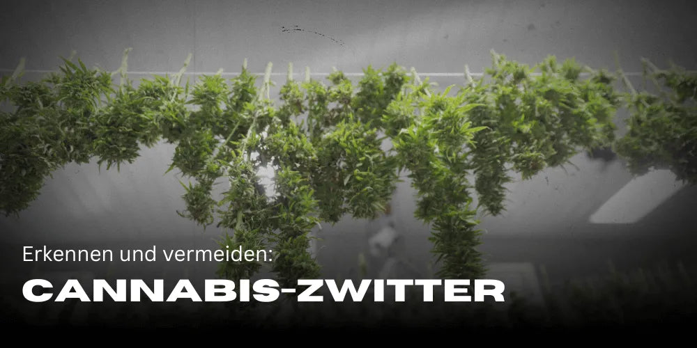 Hermaphrodites in cannabis plants: Identifying, preventing, and taking the right action - Smagro GmbH