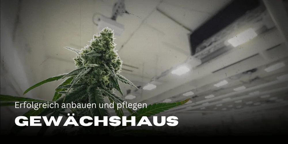 Cannabis in the greenhouse: successful cultivation and care