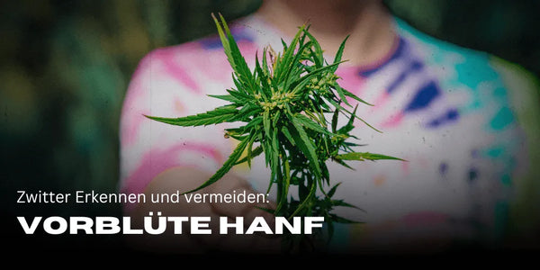 Pre-flowering Hemp: Identifying and Avoiding Hermaphrodites - Smagro GmbH