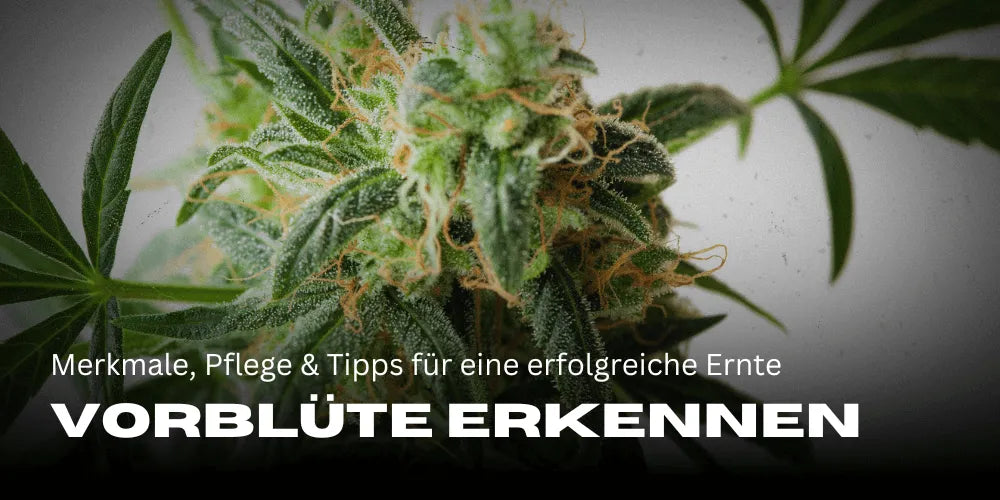Reconhecer a pré-floração da Cannabis: características, cuidados e dicas para uma colheita bem-sucedida