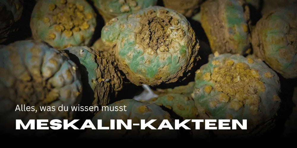 Mescaline Cacti: Everything You Need to Know
