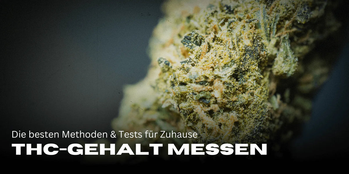 Medir o teor de THC em casa