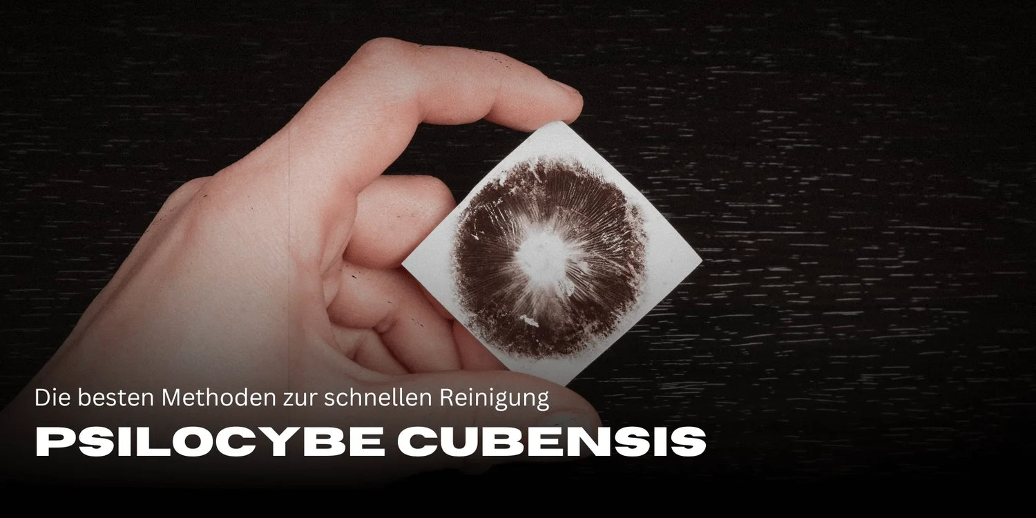 Hongos Mágicos, Psilocybe Cubensis