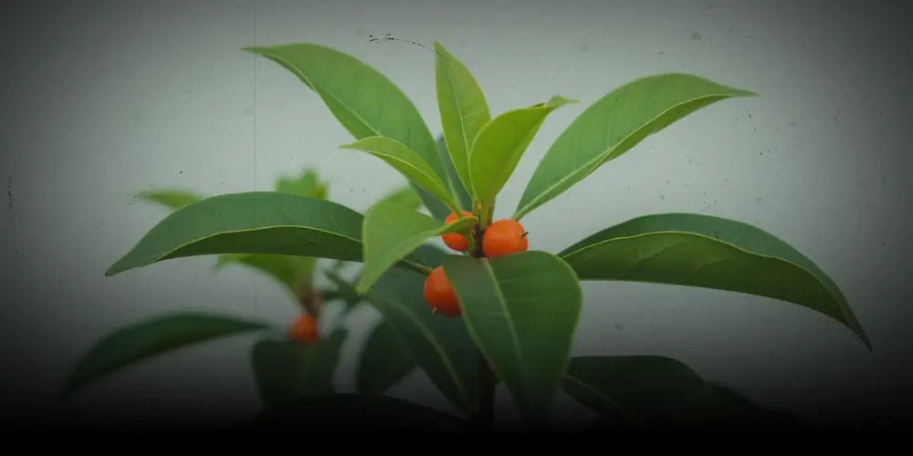News-HHCFriends