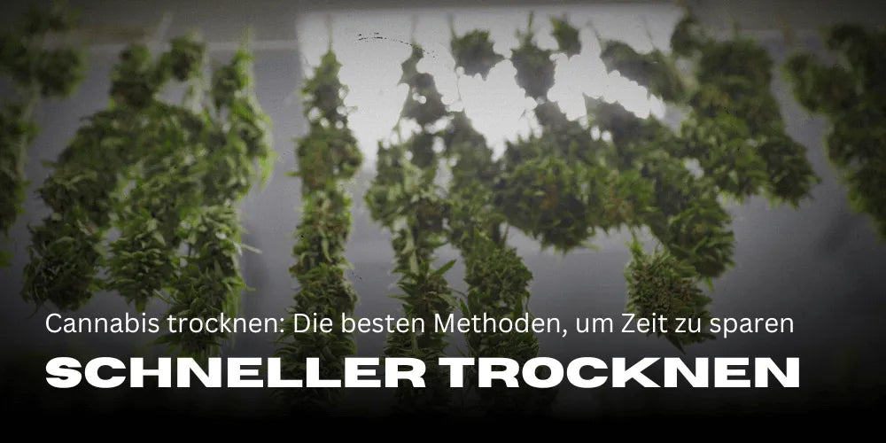 Drying cannabis faster: The best methods to save time