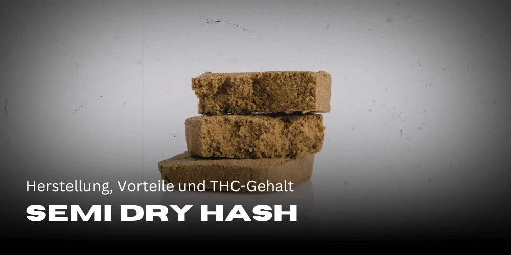 Semi Dry Hash: Elkészítés, előnyök és THC-tartalom