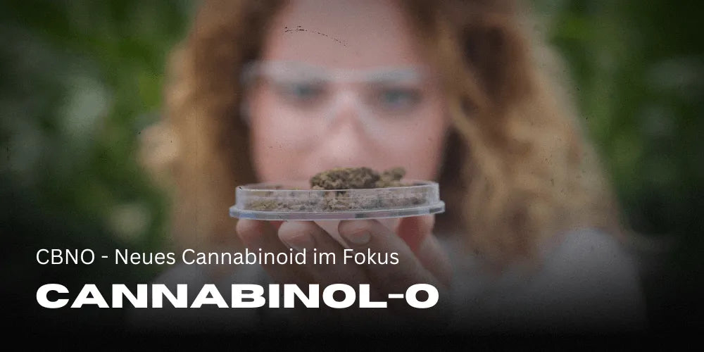 Cannabinol nieuw cannabinoïde in de cannabis-scene