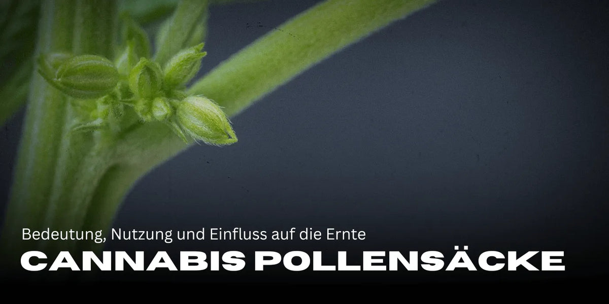 Sacos de polen de cannabis: significado, uso e influencia en la cosecha