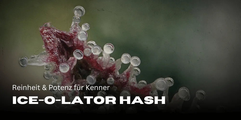 Ice-O-Lator Hash: Purity & Potency for Connoisseurs