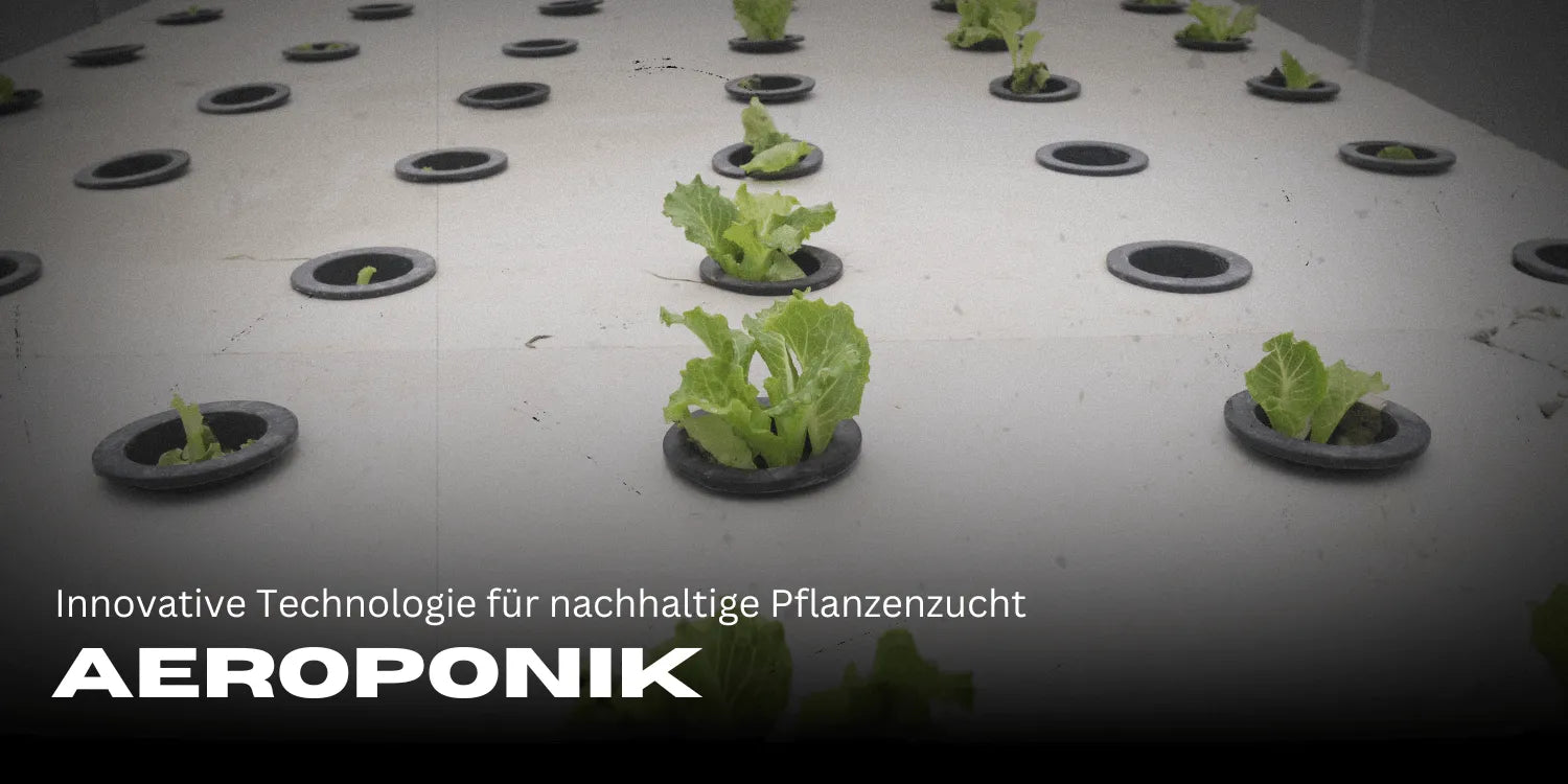 Aeroponía: Tecnología innovadora para el cultivo sostenible de plantas