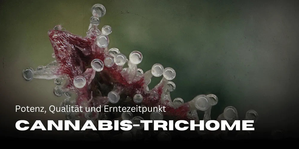 Tricoma de Cannabis: Potência, Qualidade e Momento de Colheita