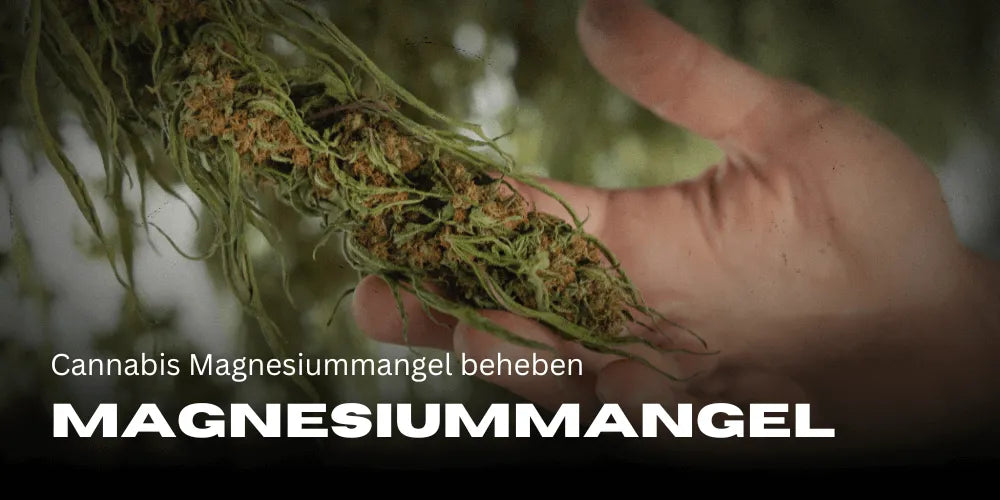 Correcting Cannabis Magnesium Deficiency