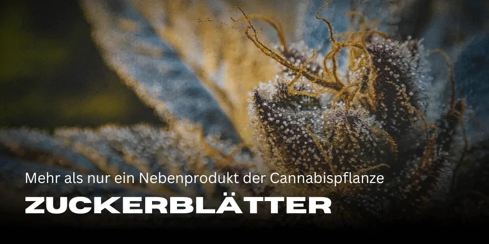 Feuilles sucrées : plus qu’un simple sous-produit de la plante de Cannabis