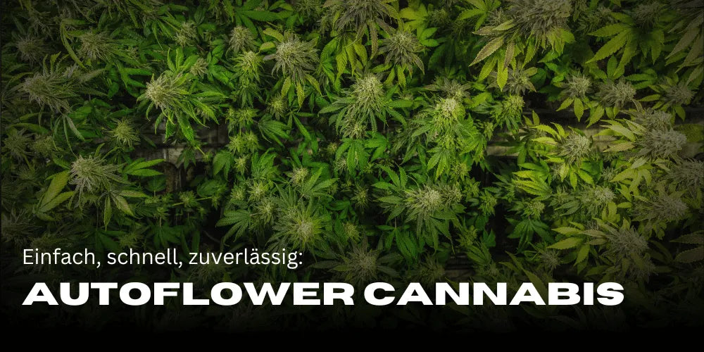 Cannabis automáticas: Cultivo fácil para iniciantes e profissionais-Smagro GmbH