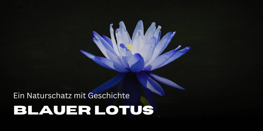 The magic of the Blue Lotus