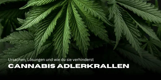 Cannabis leaves. Cannabis eagle claws