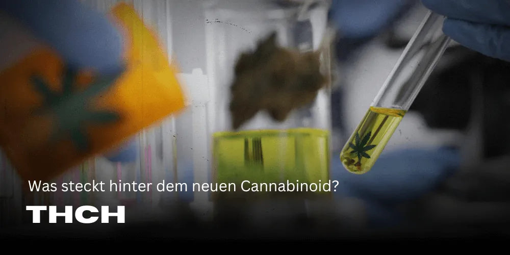 THCH – Mi áll az új Cannabinoid mögött?