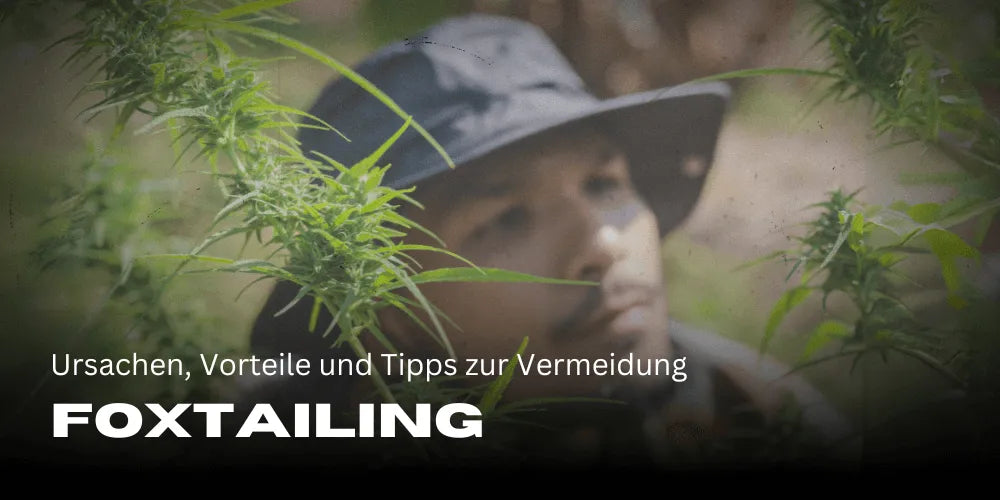 Foxtailing chez le Cannabis : causes, bienfaits et astuces pour l’éviter