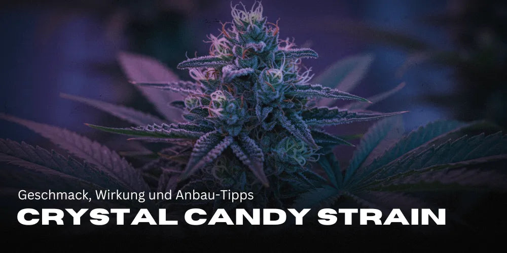 Crystal Candy wietsoort: smaak, effect en kweektips