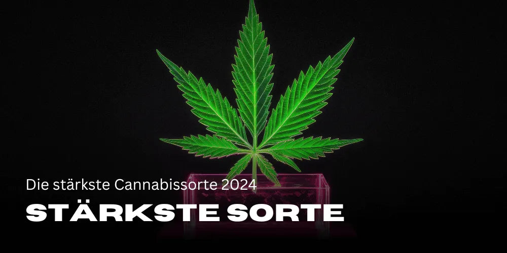 The strongest cannabis strain 2024
