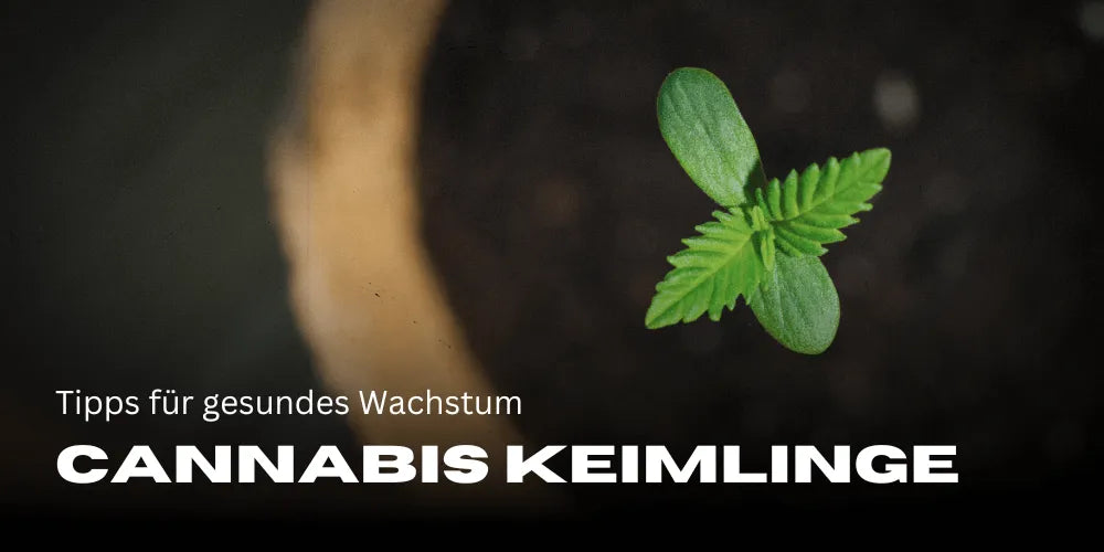 Germes de Cannabis : Conseils pour une croissance saine